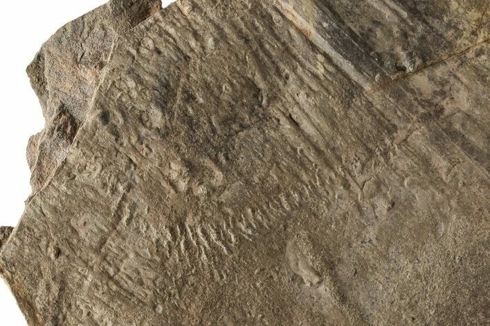 Cruziana (Fossil Trilobite Trackway) - Morocco #253162